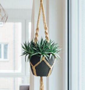 Home Hanging Plant